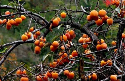 上海四季百果园乐活大本营