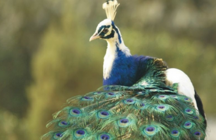 苏州穹窿山万鸟园