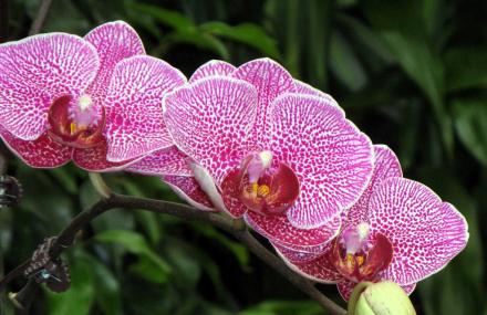 大连向应镇兰花基地