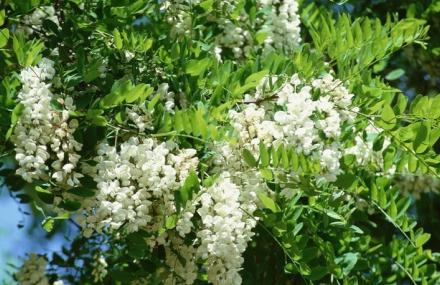 大连槐之乡庄园