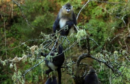 迪庆滇金丝猴国家公园