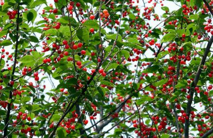 烟台海阳樱桃谷