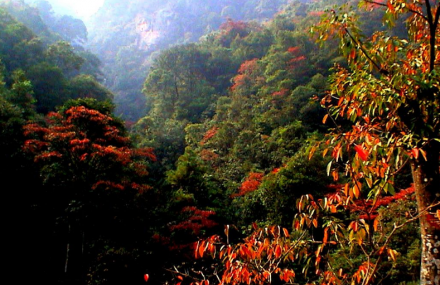 韶关乳源红豆杉森林公园