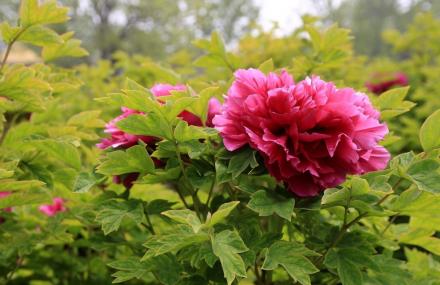 晋中百花摄影季