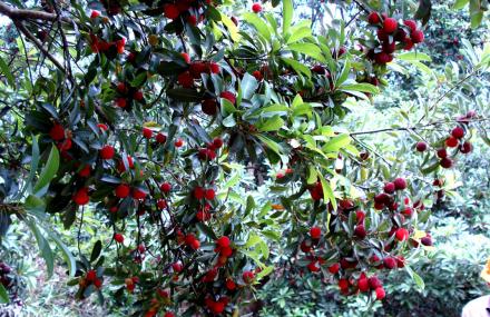 台州外滩采摘基地