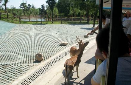 常州淹城野生动物园