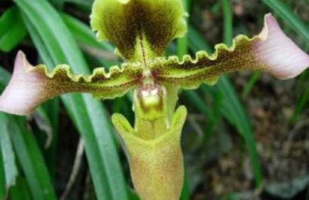 百色黄猄洞天坑国家森林公园