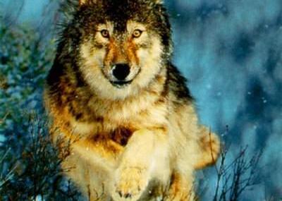 杭州野生动物园