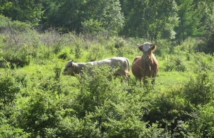 石家庄老虎头森林公园