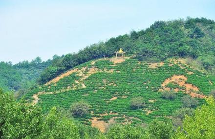 商洛闯王寨泉茗生态观光园