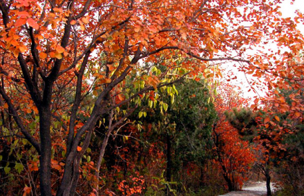 北京森林生态游览年票