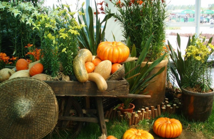 北京国际鲜花港