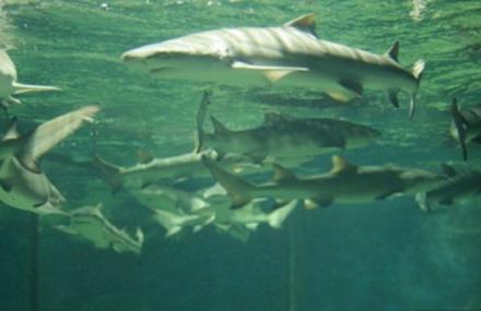 无锡升泰海洋馆