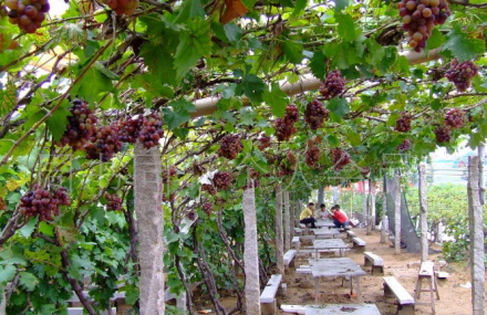 青岛平度大泽山