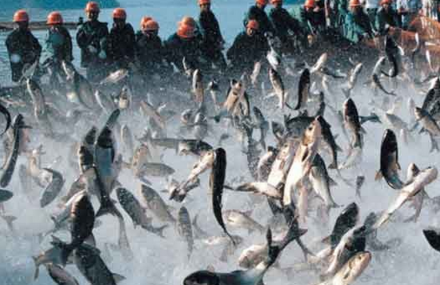 常州天目湖有机鱼头