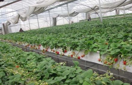 成都双流艺海美地草莓采摘