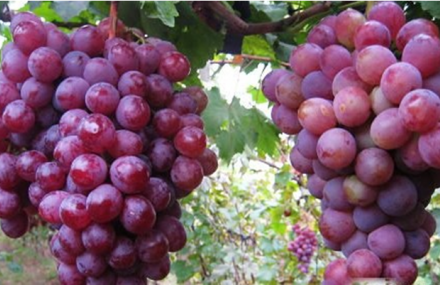 大连耀阳种植园