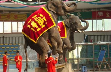 三亚泰象表演馆