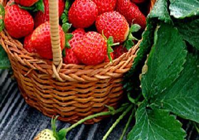 北京京郊兴寿草莓基地