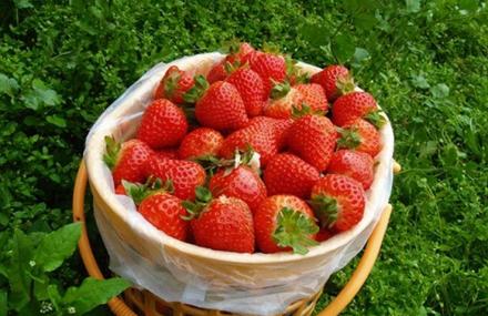 北京同聚缘草莓采摘园