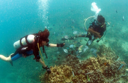 三亚大东海百乐门潜水