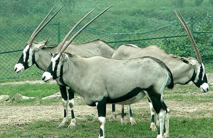 重庆野生动物世界