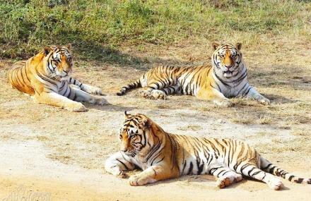 厦门野生动物园