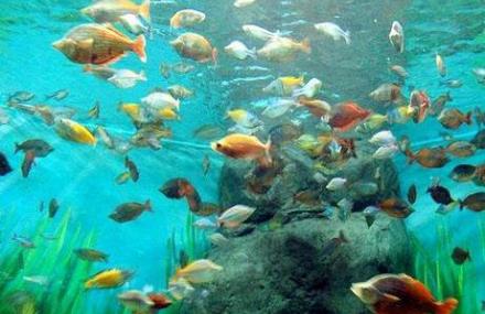 上海海洋水族馆