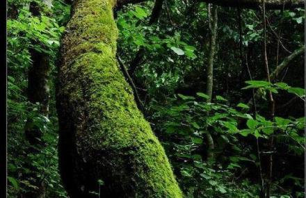 西安朱雀国家森林公园