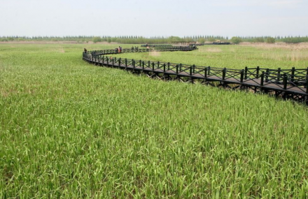 上海崇明西沙湿地公园