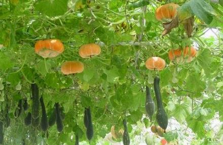 北京小汤山现代农业科技示范园