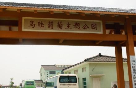 上海马陆葡萄艺术村