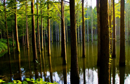 信阳波尔登森林公园