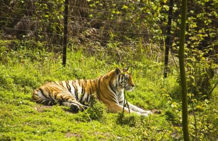 贵阳森林野生动物园