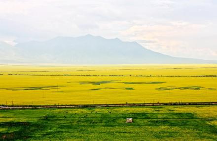 海北百里油菜花海