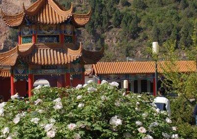 临汾三合牡丹景区