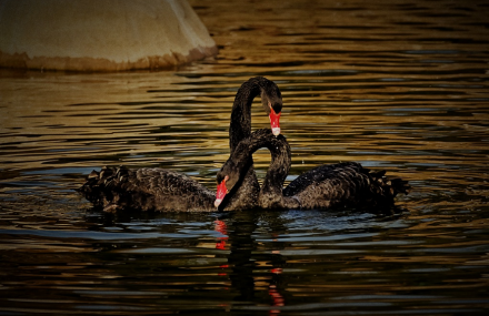 合肥野生动物园
