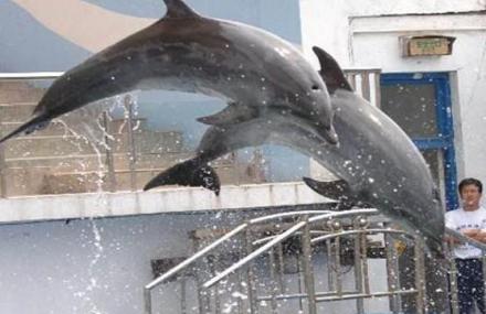 青岛海豚表演馆