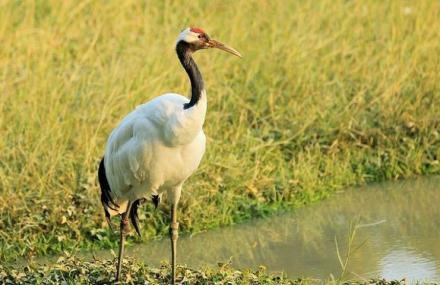 肇庆星湖湿地公园