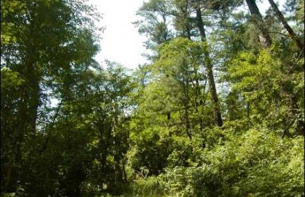 伊春五营国家森林公园