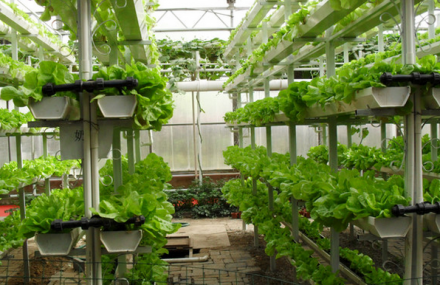 潍坊高科技蔬菜示范园