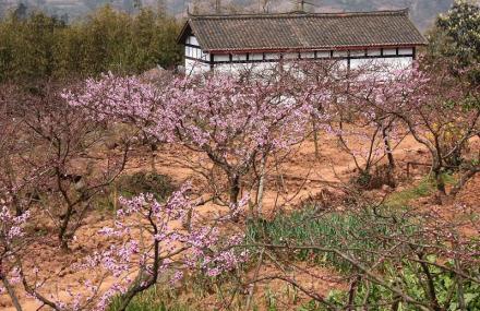 成都桃花故里