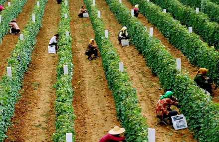 烟台中粮君顶酒庄