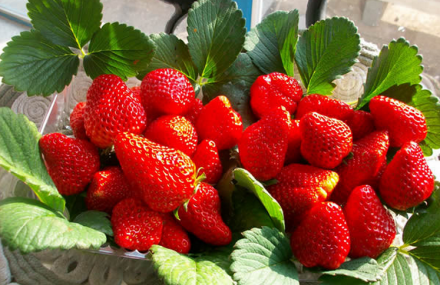 北京多多美庄园