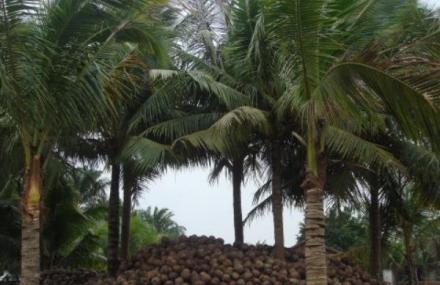 琼海春晖椰子加工观光基地