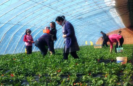 北京树峰种植园