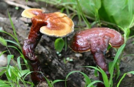 天津九龙山国家森林公园