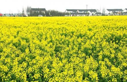 上海庄行乡村旅游景区