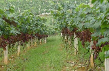 北京葡萄大世界观光采摘园