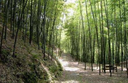 重庆楠竹山森林公园